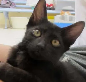Gato raça SRD idade 2 a 6 meses nome Sherlock