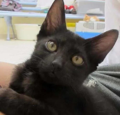 Gato ra a SRD idade 2 a 6 meses nome Sherlock