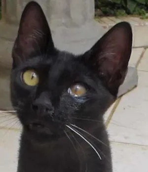 Gato raça SRD idade 2 a 6 meses nome Robin