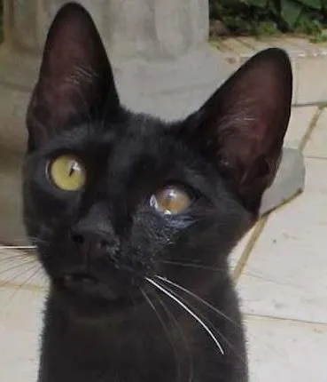 Gato ra a SRD idade 2 a 6 meses nome Robin