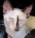 Nina