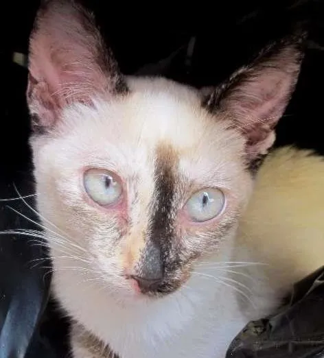 Gato ra a SRD idade 2 a 6 meses nome Nina