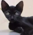 Vamp