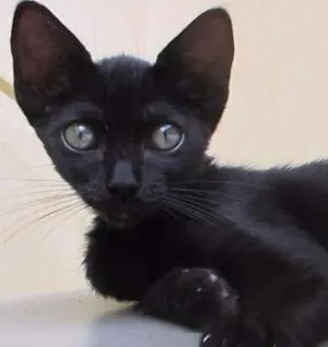 Gato raça SRD idade 2 a 6 meses nome Vamp