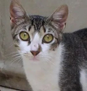 Gato raça SRD idade 2 a 6 meses nome Mayra