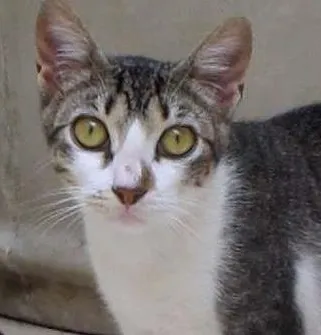 Gato ra a SRD idade 2 a 6 meses nome Mayra