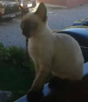 Gato raça siames idade 1 ano nome Busty