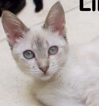 Gato ra a SRD idade 2 a 6 meses nome Linda