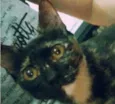 Léia