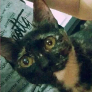 Gato raça SRD idade 2 a 6 meses nome Léia