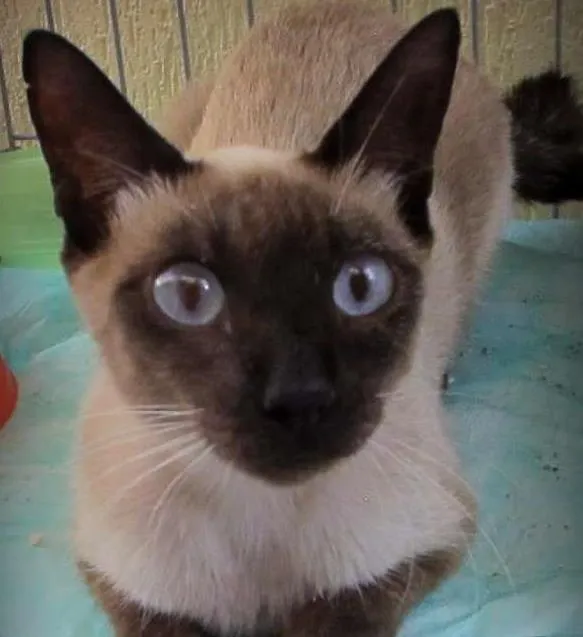 Gato ra a SRD idade 7 a 11 meses nome Ivy