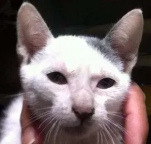 Gato raça SRD idade 2 a 6 meses nome Heloisa