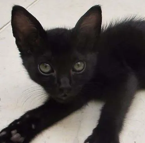 Gato ra a SRD idade Abaixo de 2 meses nome Dóris
