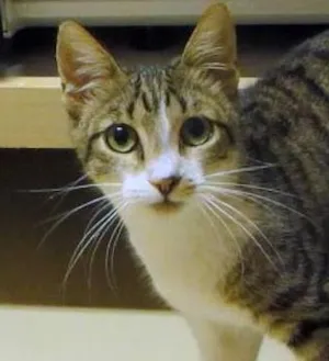 Gato raça SRD idade 7 a 11 meses nome Dinho