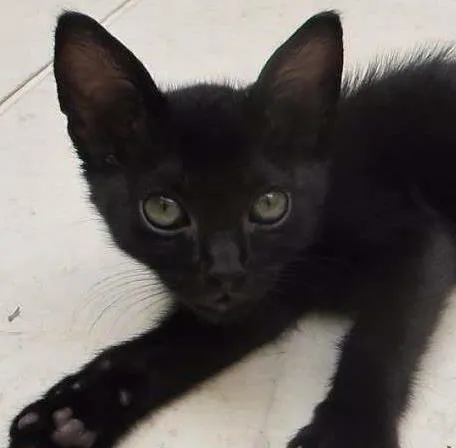 Gato ra a SRD idade Abaixo de 2 meses nome Dóris