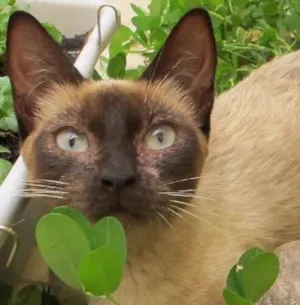 Gato raça SRD idade 7 a 11 meses nome Cecília