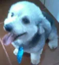 zigg 