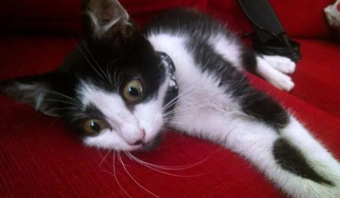 Gato ra a vira lata idade 2 a 6 meses nome Lana