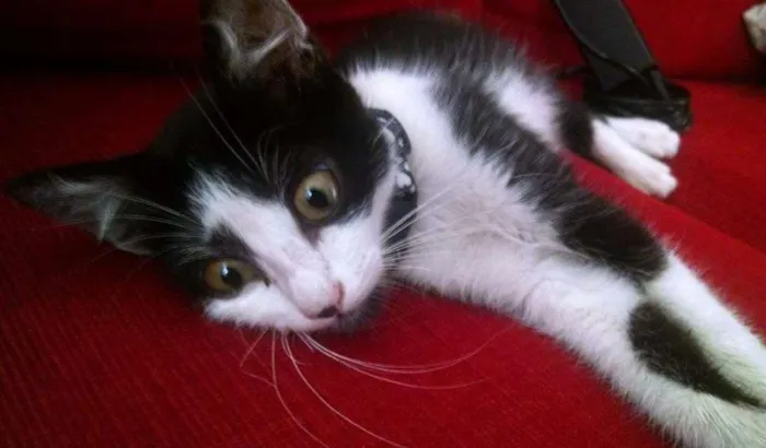Gato ra a vira lata idade 2 a 6 meses nome Lana
