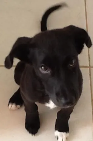 Cachorro raça Vira lata idade 2 a 6 meses nome Spot