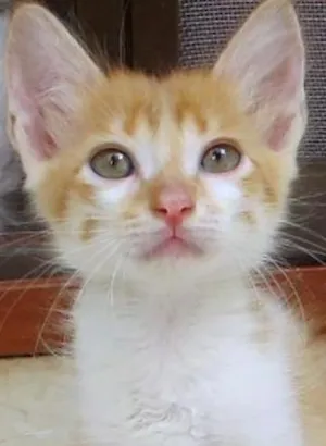Gato raça srd idade 2 a 6 meses nome Bento