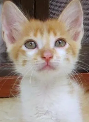 Gato ra a srd idade 2 a 6 meses nome Bento