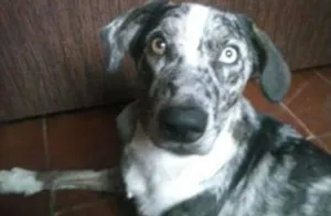 Cachorro raça Mestiso idade 4 anos nome Snupy