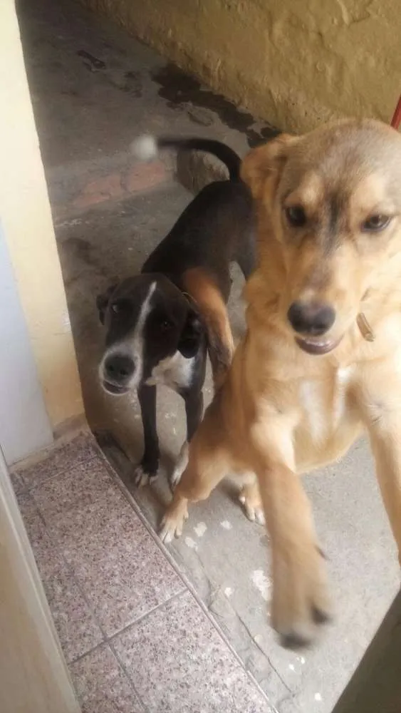 Cachorro ra a Viralata idade 1 ano nome Bruce e pingo