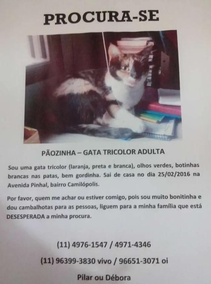 Gato ra a Vira Lata idade 6 ou mais anos nome Pãozinha