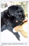 Cachorrinha