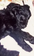 Cachorrinha