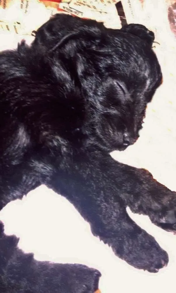 Cachorro ra a SRD idade Abaixo de 2 meses nome Cachorrinha