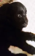 Cachorrinha