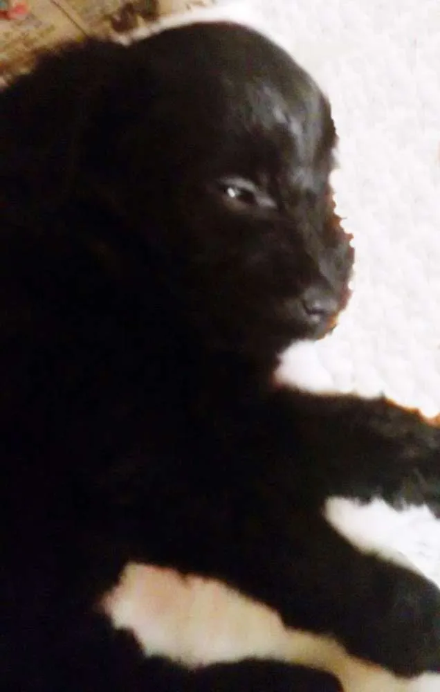 Cachorro ra a SRD idade Abaixo de 2 meses nome Cachorrinha