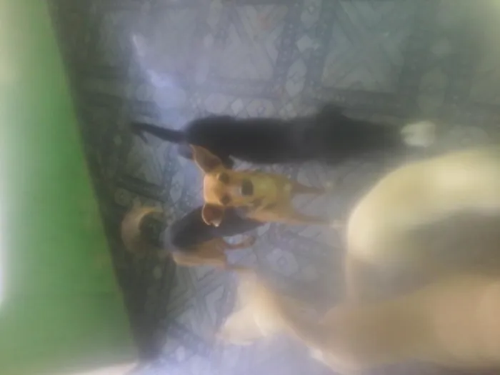 Cachorro ra a vira lata idade 3 anos nome Meg.tuti ,ted.perol