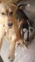 Bruce e pingo