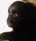 Cachorrinha