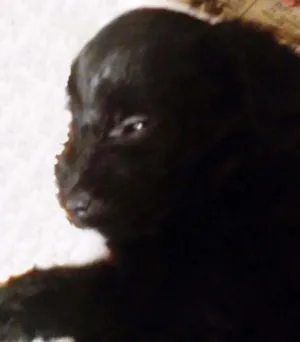 Cachorro raça SRD idade Abaixo de 2 meses nome Cachorrinha