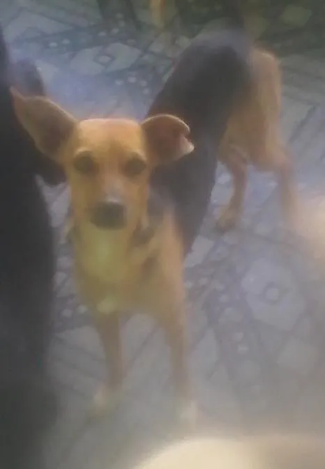 Cachorro ra a vira lata idade 3 anos nome Meg.tuti ,ted.perol