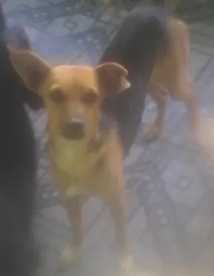 Cachorro raça vira lata idade 3 anos nome Meg.tuti ,ted.perol