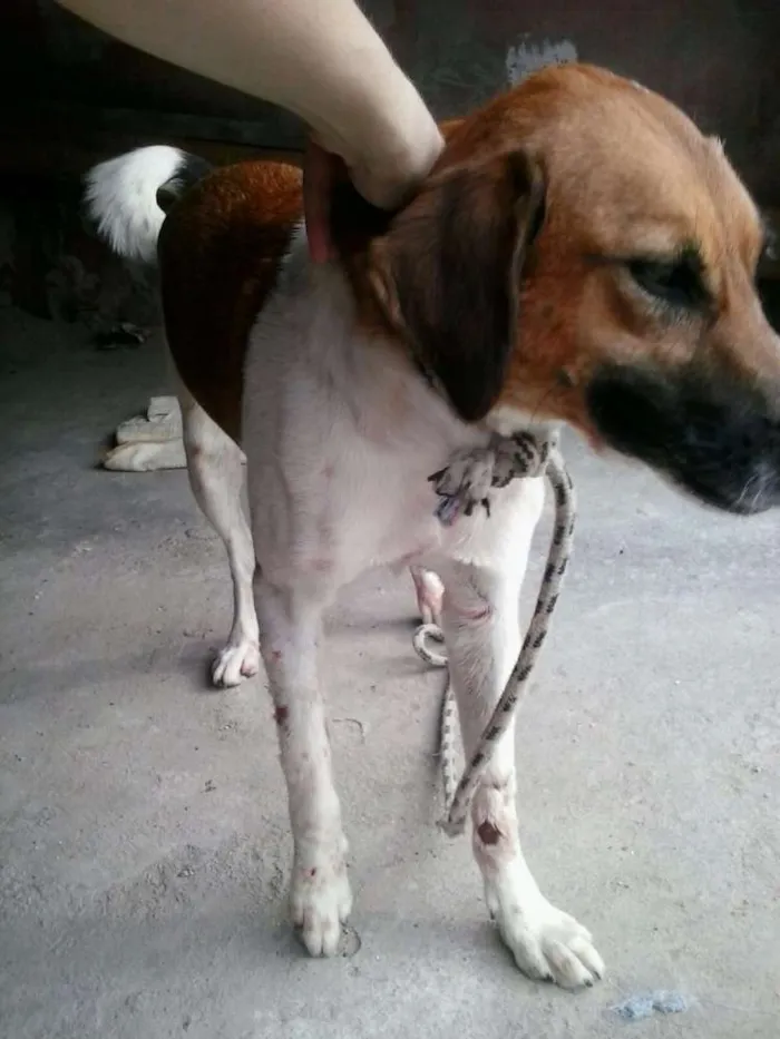 Cachorro raça Vira lata idade 2 anos nome Sem nome