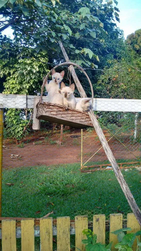 Gato ra a SRD idade 2 a 6 meses nome vários