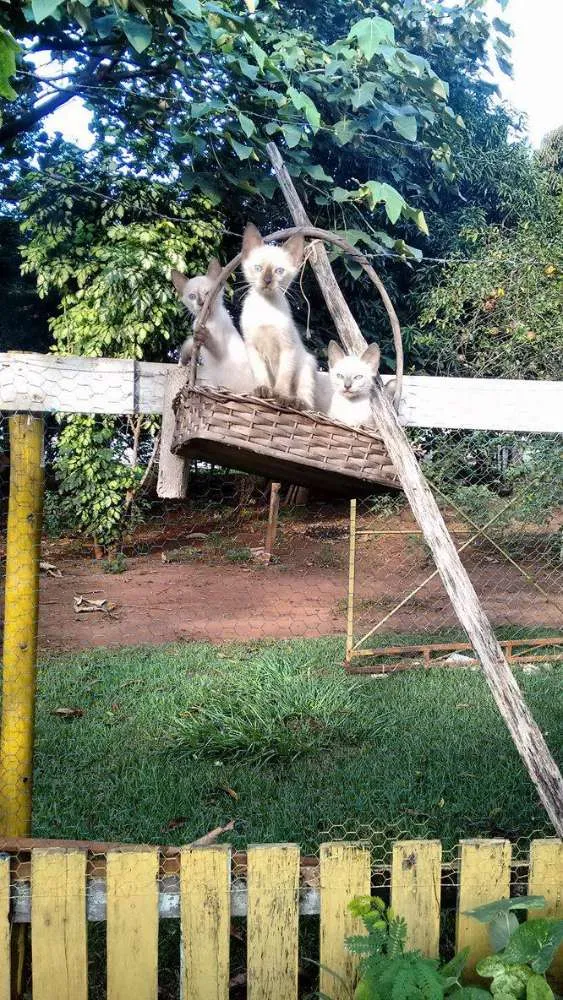 Gato ra a SRD idade 2 a 6 meses nome vários