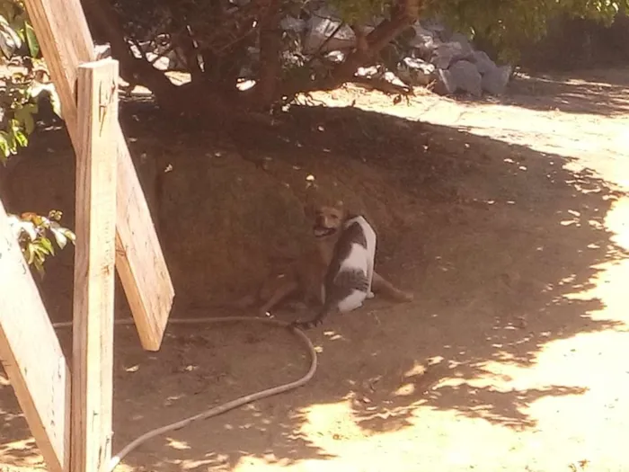 Cachorro raça SRD idade 4 anos nome Tobi
