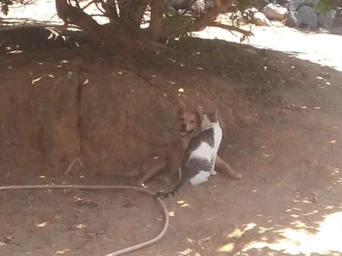 Cachorro raça SRD idade 4 anos nome Tobi
