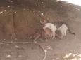 Tobi