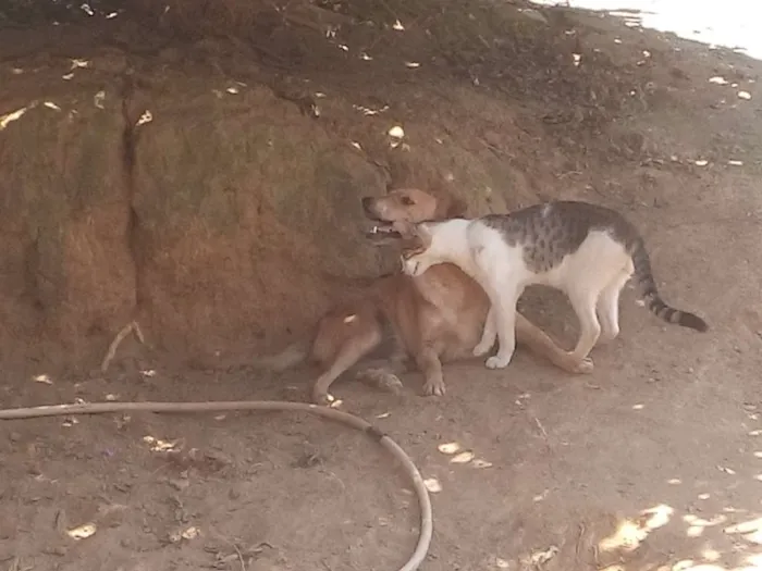 Cachorro raça SRD idade 4 anos nome Tobi