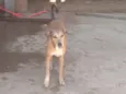 Tobi