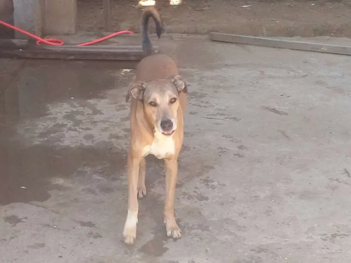 Cachorro raça SRD idade 4 anos nome Tobi