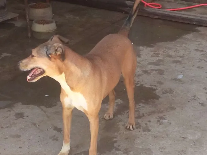 Cachorro raça SRD idade 4 anos nome Tobi
